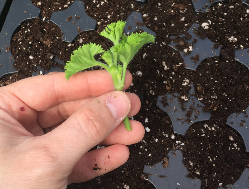 Scented Geranium Cuttings: How to start your own seedlings