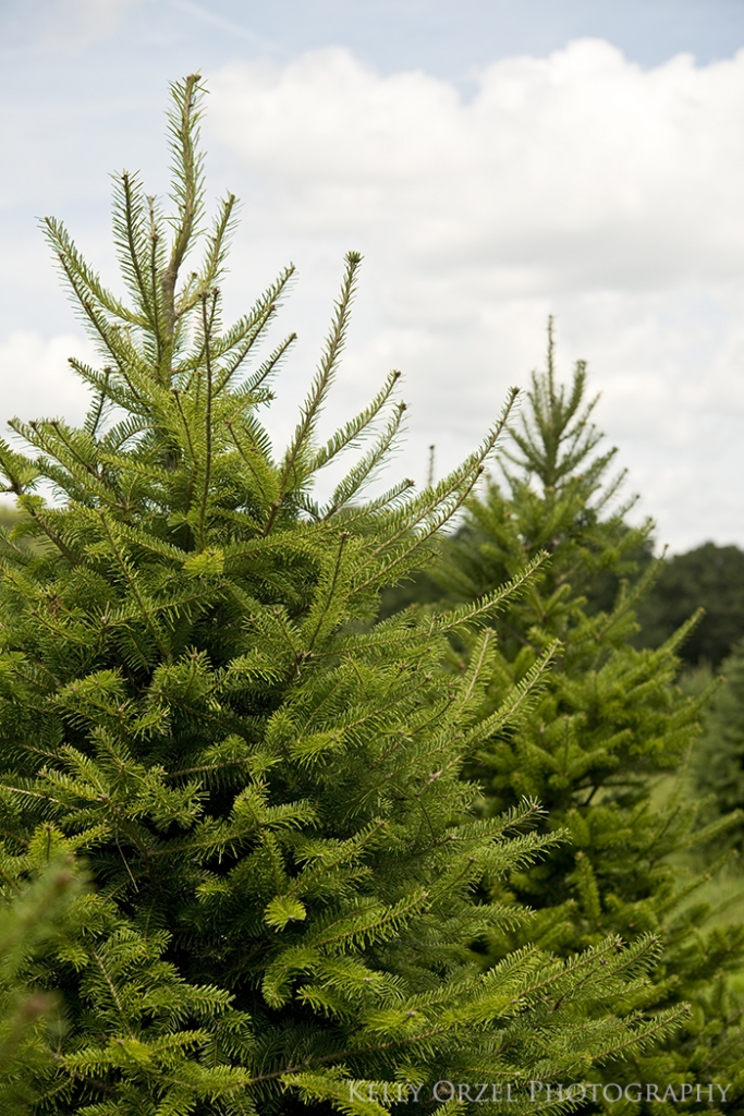 Live Christmas Tree Tips | Kelly Orzel