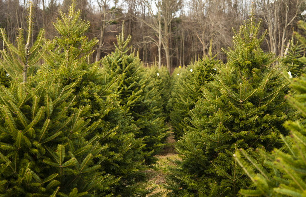 Live Christmas Tree Tips | Kelly Orzel