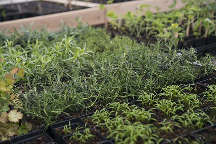 Seeds and Cuttings | Kelly Orzel