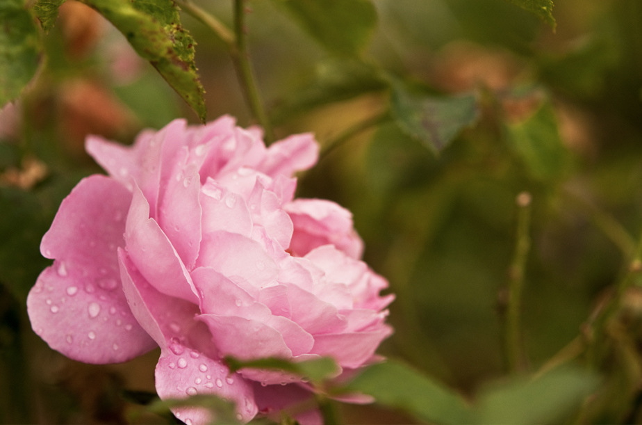 Gardening for the Five Senses