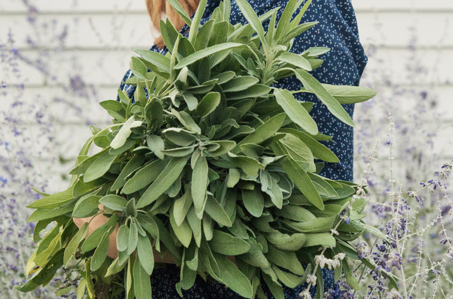 Culinary Herbs + Knot Gardens