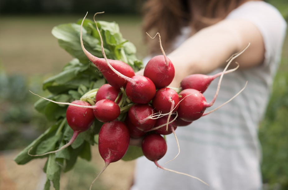 The Organic Kitchen Garden