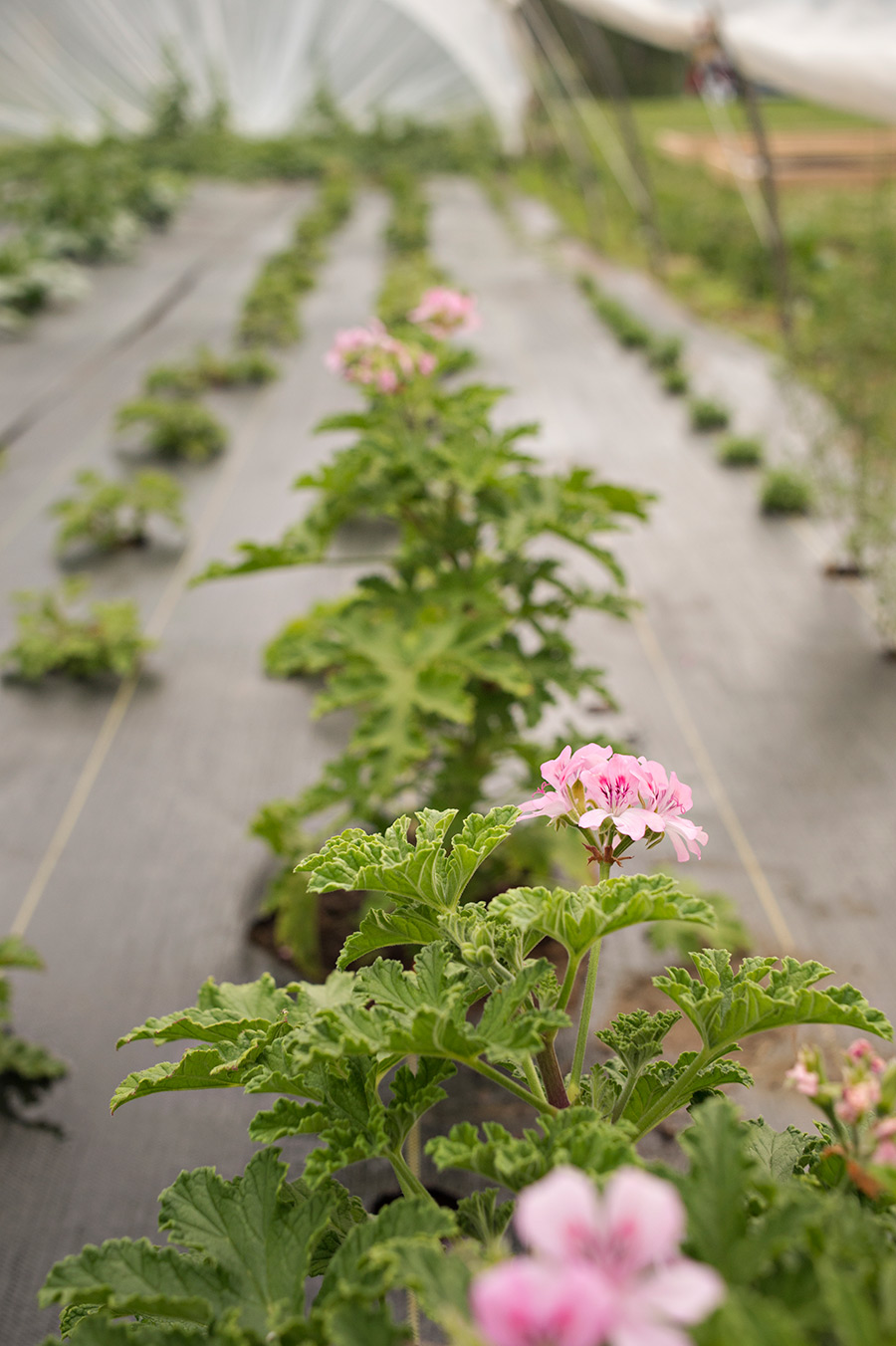 Greenhouse