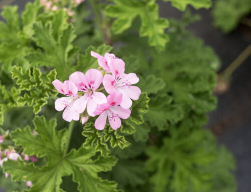 Addicted to Scented Geraniums