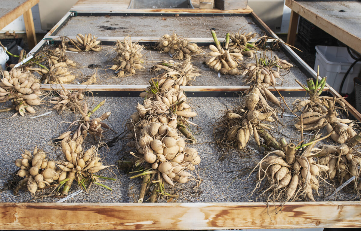 Dividing Dahlias How To Divide And Store Tubers For The Cutting Garden dividing-dahlias-how-to-divide-and-store-tubers-for-the-cutting-garden