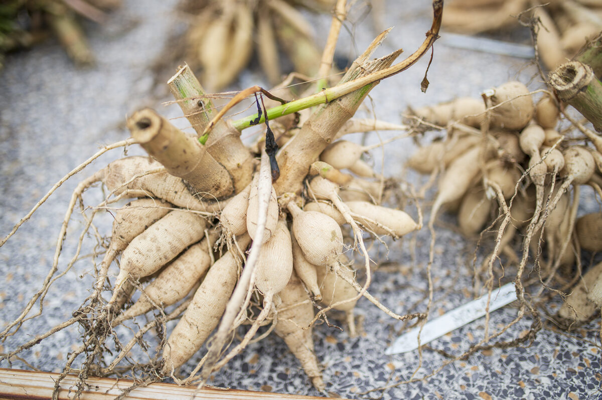 Dividing Dahlias How to Divide and Store Tubers for the Cutting Garden
