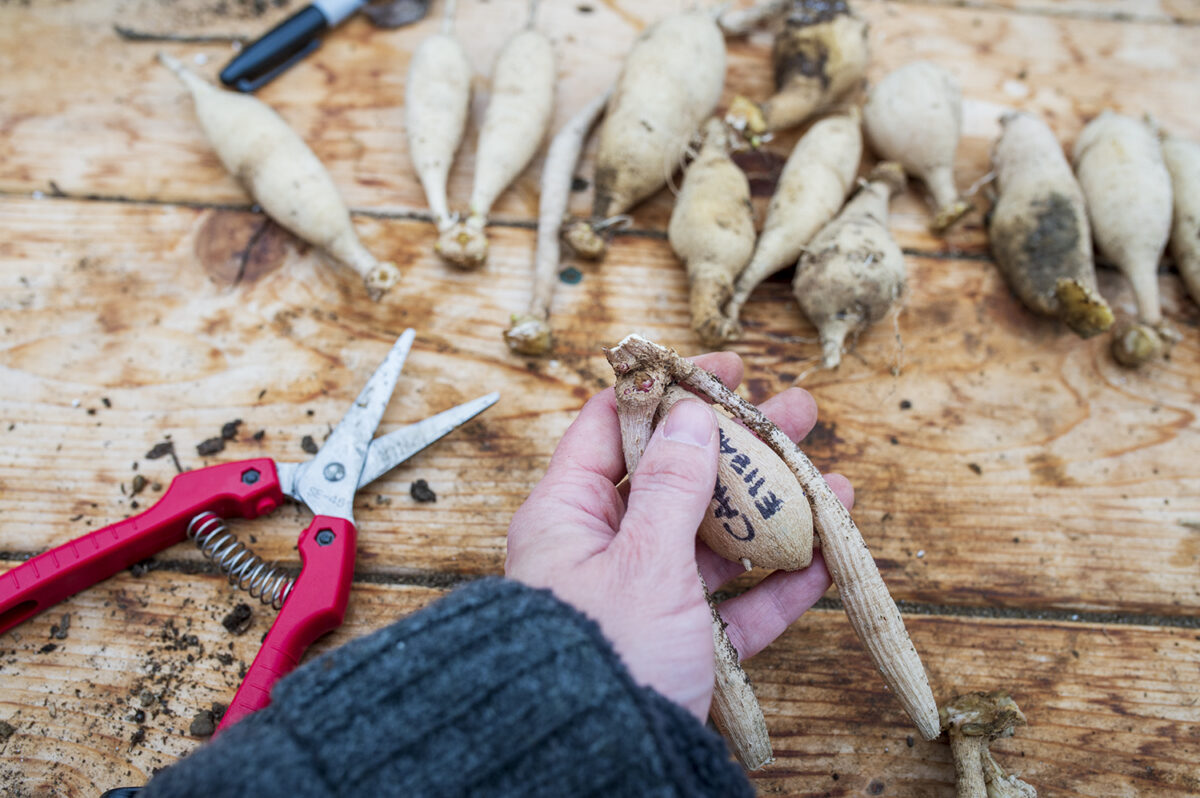 Dividing Dahlias How to Divide and Store Tubers for the Cutting Garden