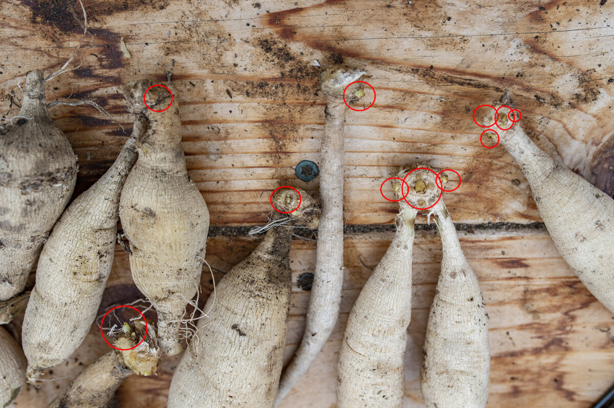 Dividing Dahlias How to Divide and Store Tubers for the Cutting Garden