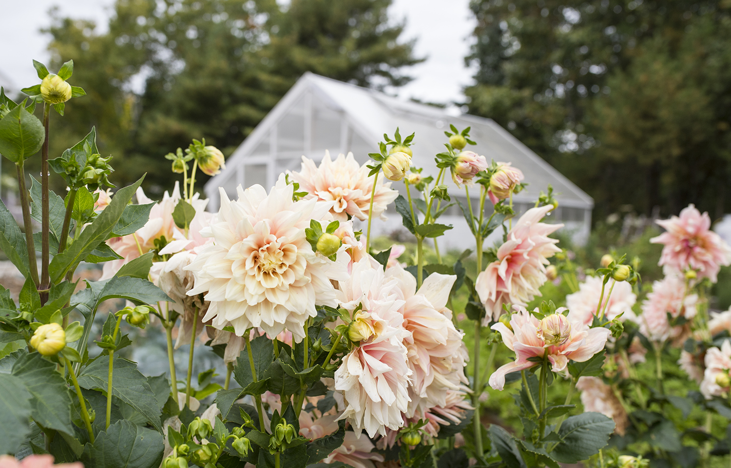 Dividing Dahlias How to Divide and Store Tubers for the Cutting Garden