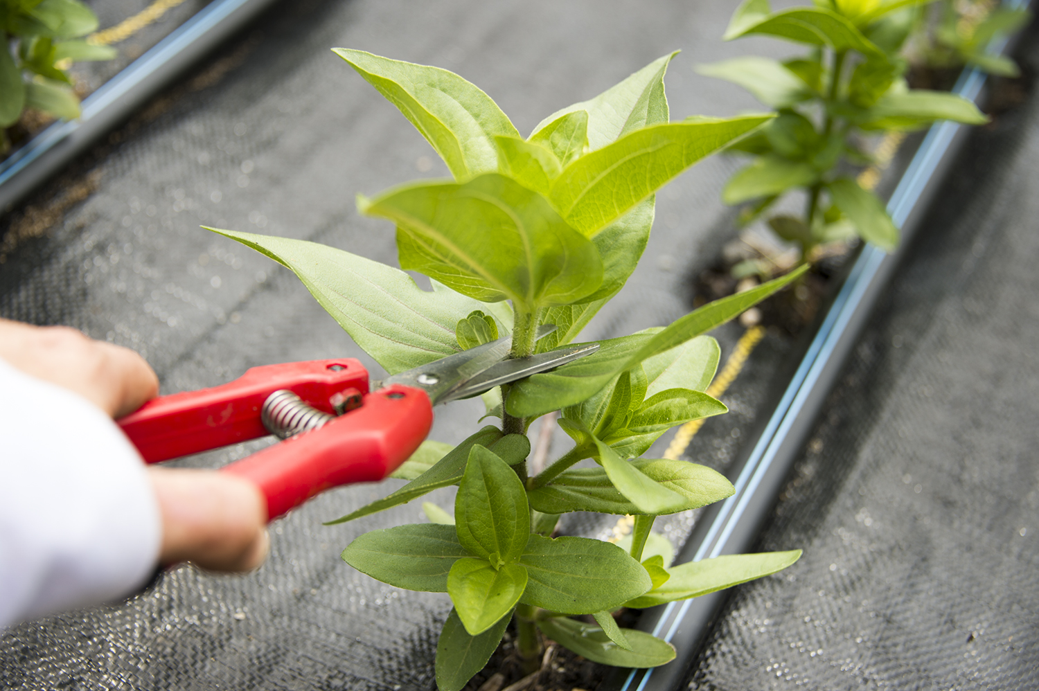 Pinching Plants, A Beginner's Guide to more stems and flowers