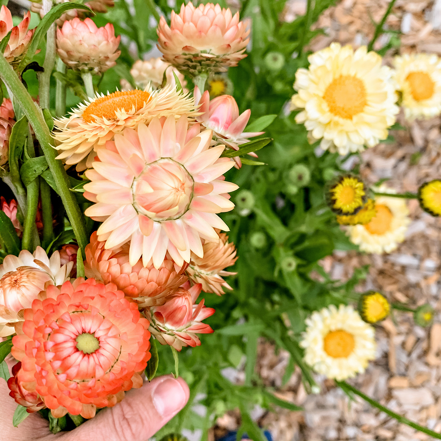 Strawflower Seed, Helichrysum Mixed Peach and Apricot Shades