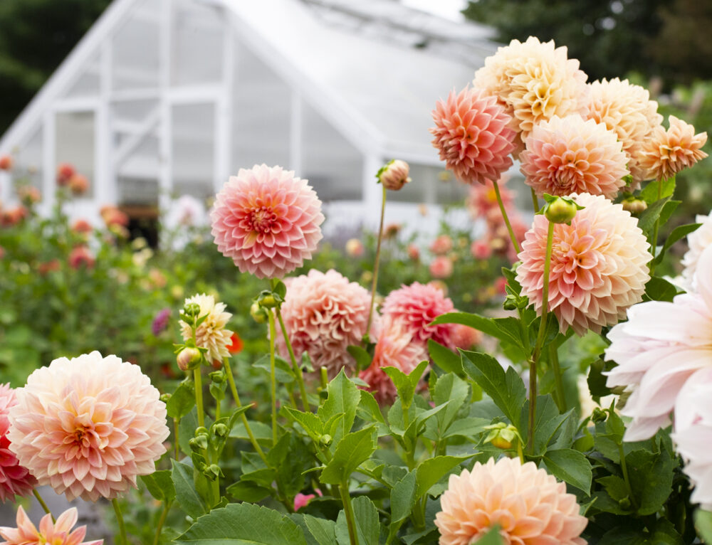 Growing Dinner Plate Dahlias in Maine Gardens
