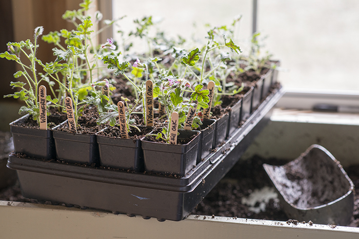 Propagating Scented Geraniums | Kelly Orzel