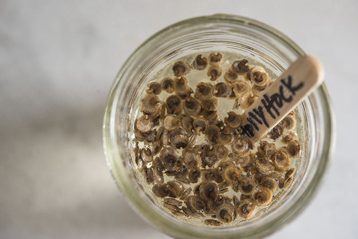 Soaking Hollyhock Seeds | Kelly Orzel