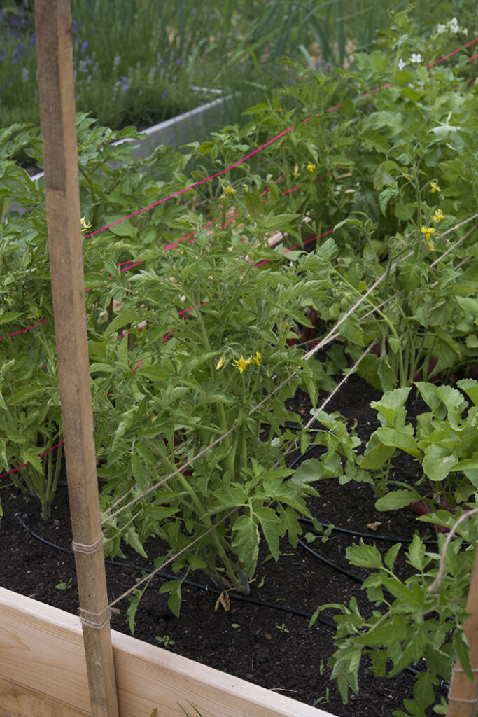 Trellising tomatoes | Kelly Orzel