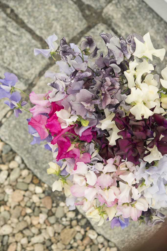 Sweet Peas, Top 10 Annual Flowers | Kelly Orzel