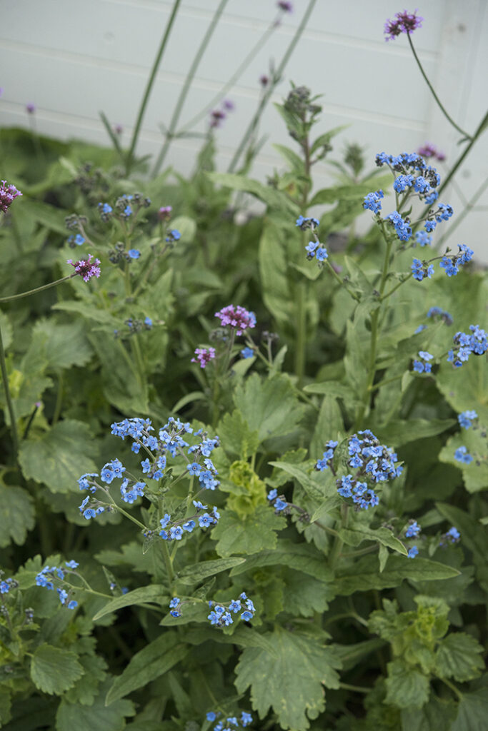 Chinese Forget-Me-Nots | Kelly Orzel