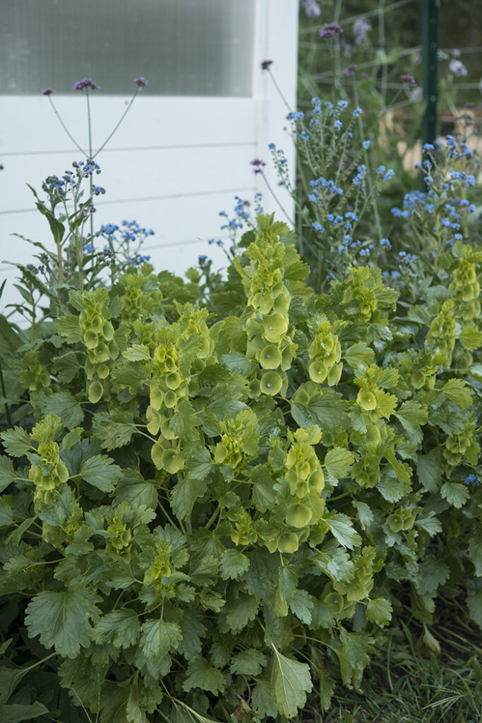 Bells of Ireland, Top 10 Annual Flowers | Kelly Orzel