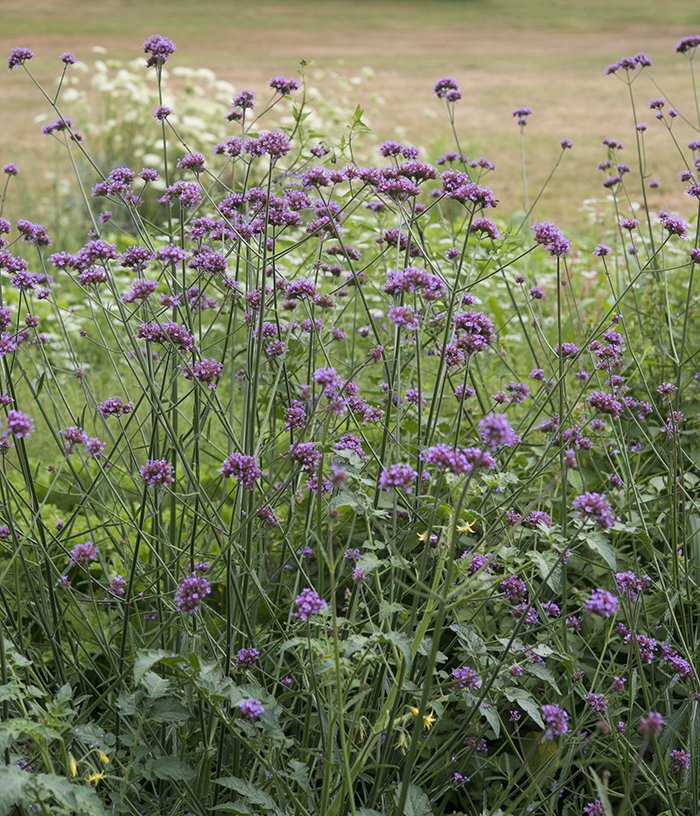 Verbena Bonariensis, Top 10 Annual Flowers | Kelly Orzel