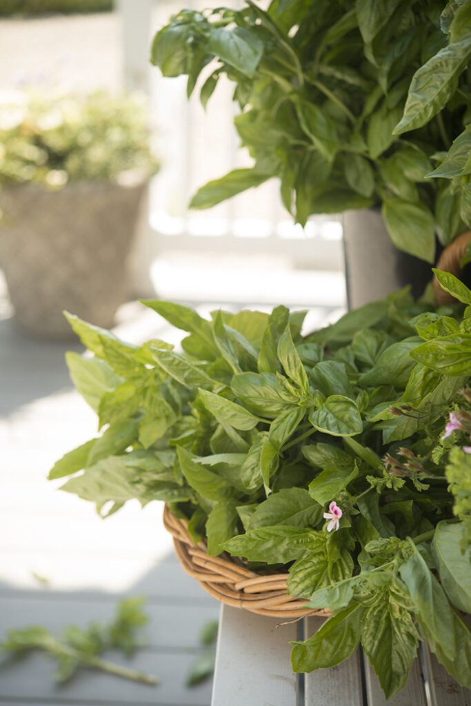 Basil 101 Growing Basil in the garden for the kitchen