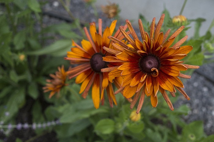 Rudbeckia | Kelly Orzel