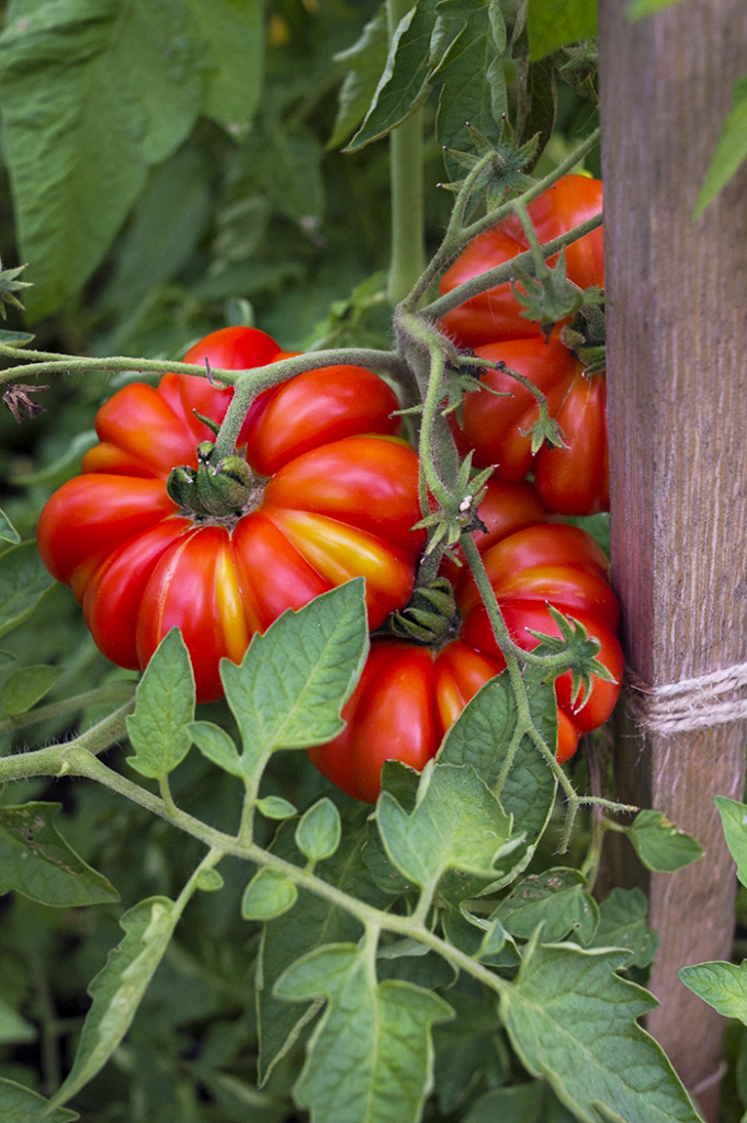 Tomato Growing Tips | Kelly Orzel