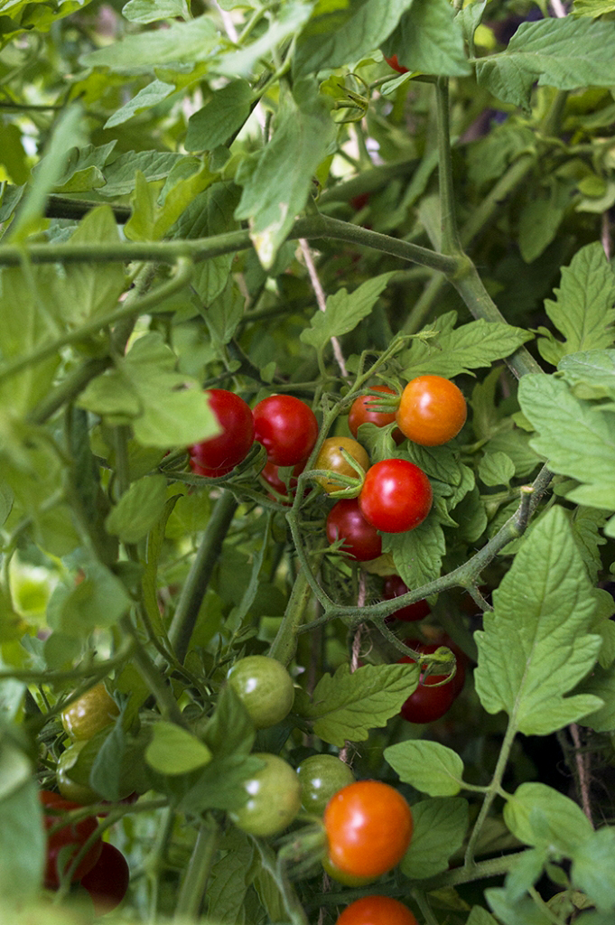 Tomato Growing Tips | Kelly Orzel