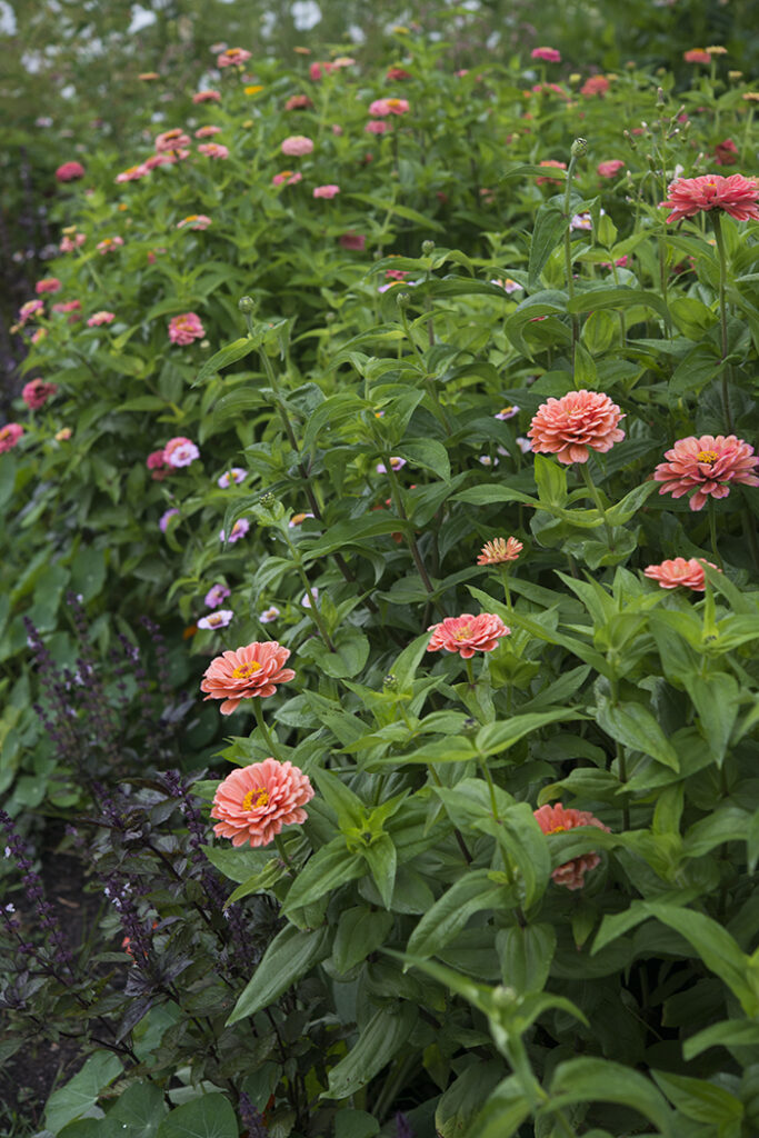 Zinnias | Kelly Orzel