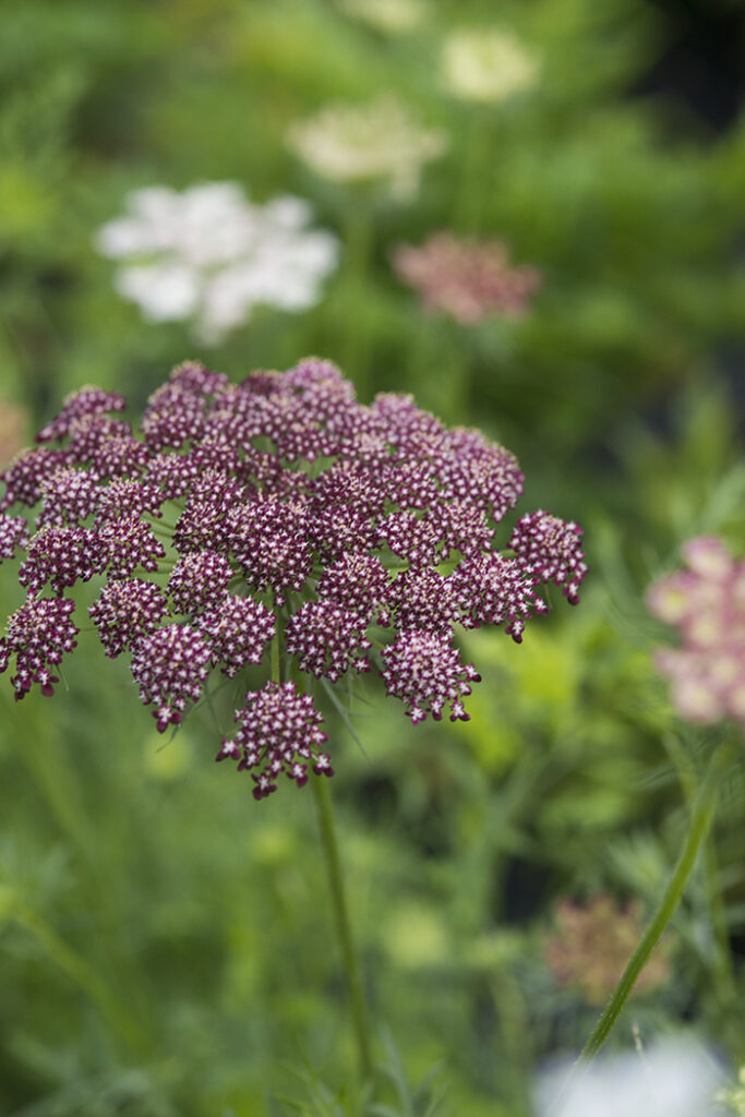 Ammi 'Dara' Top 10 Annual Flowers | Kelly Orzel