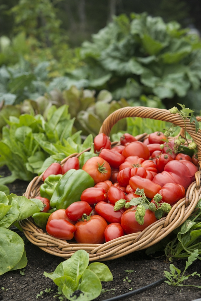 Tomato Growing Tips | Kelly Orzel