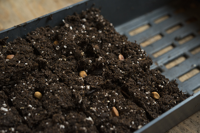 Sowing Seeds | Kelly Orzel