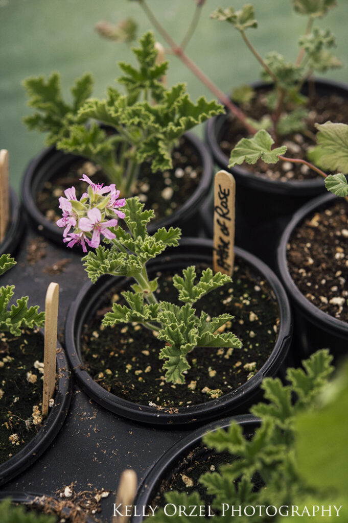 Propagating Scented Geraniums | Kelly Orzel