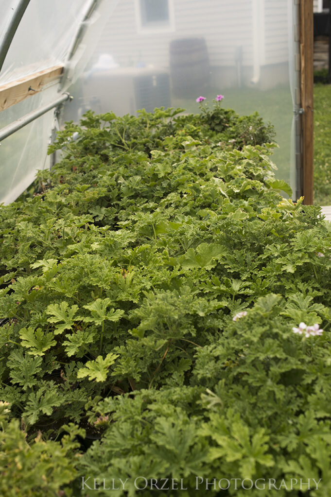 Propagating Scented Geraniums | Kelly Orzel