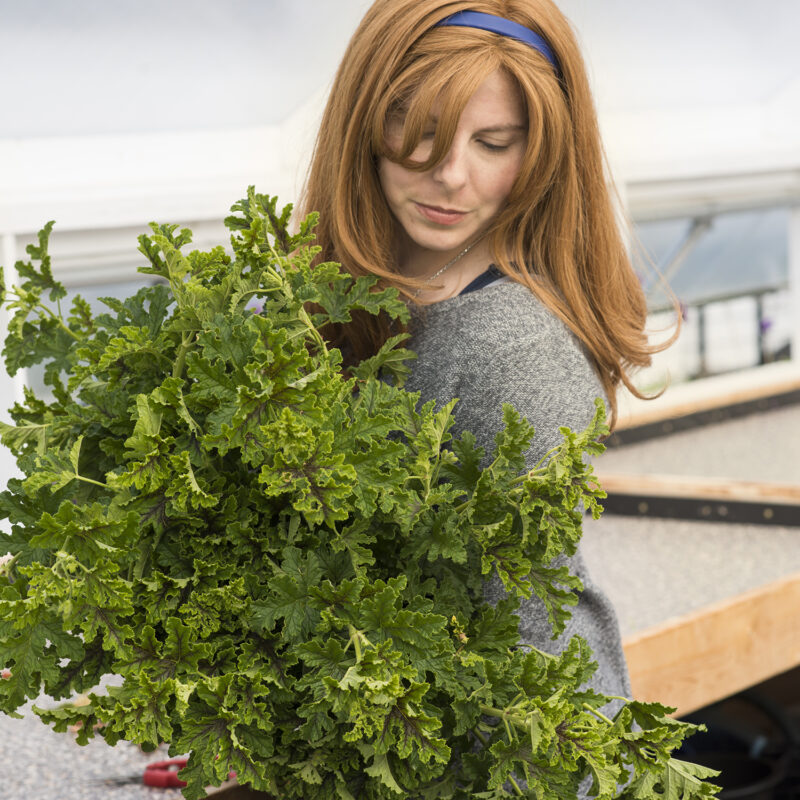 Pinching Plants, A Beginner's Guide to more stems and flowers