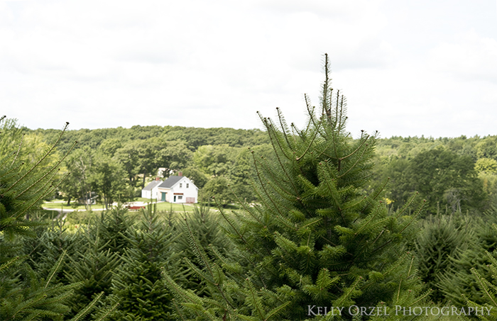 Live Christmas Tree Tips | Kelly Orzel