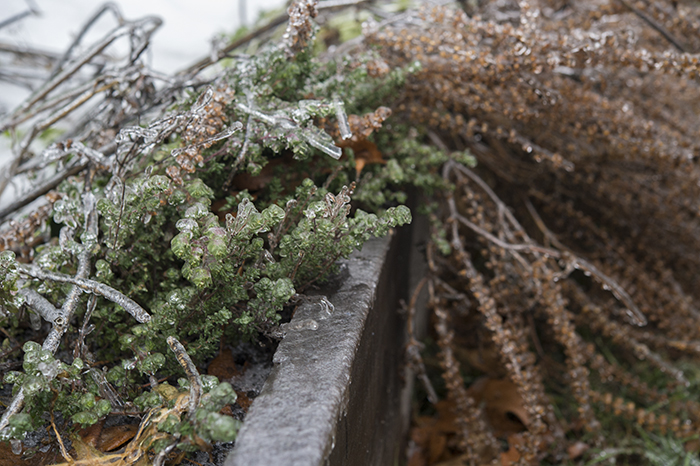 Spring has arrived in the Garden | Kelly Orzel