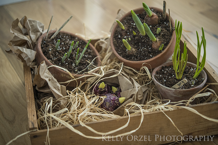 Forced Bulbs| Kelly Orzel