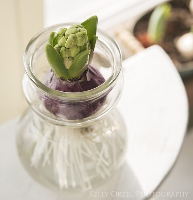 Forced hyacinth bulb | Kelly Orzel