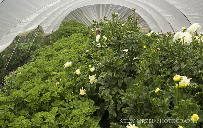 Growing Scented Geraniums | Kelly Orzel