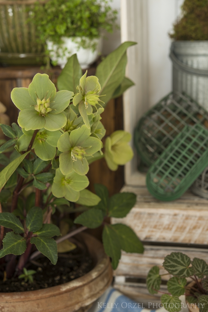 Growing Hellebores | Kelly Orzel