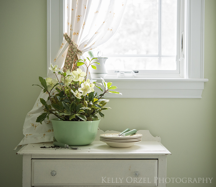 Growing Hellebores | Kelly Orzel