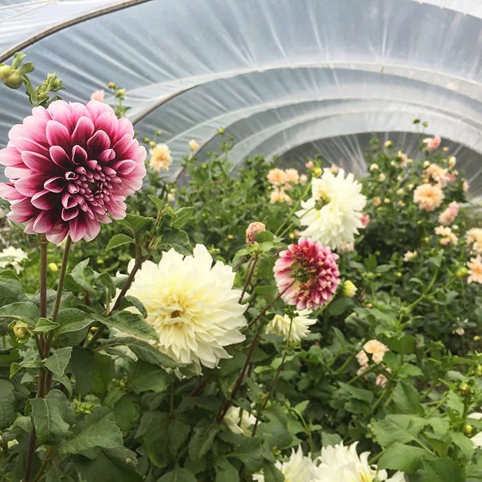 Growing Dahlias | Kelly Orzel