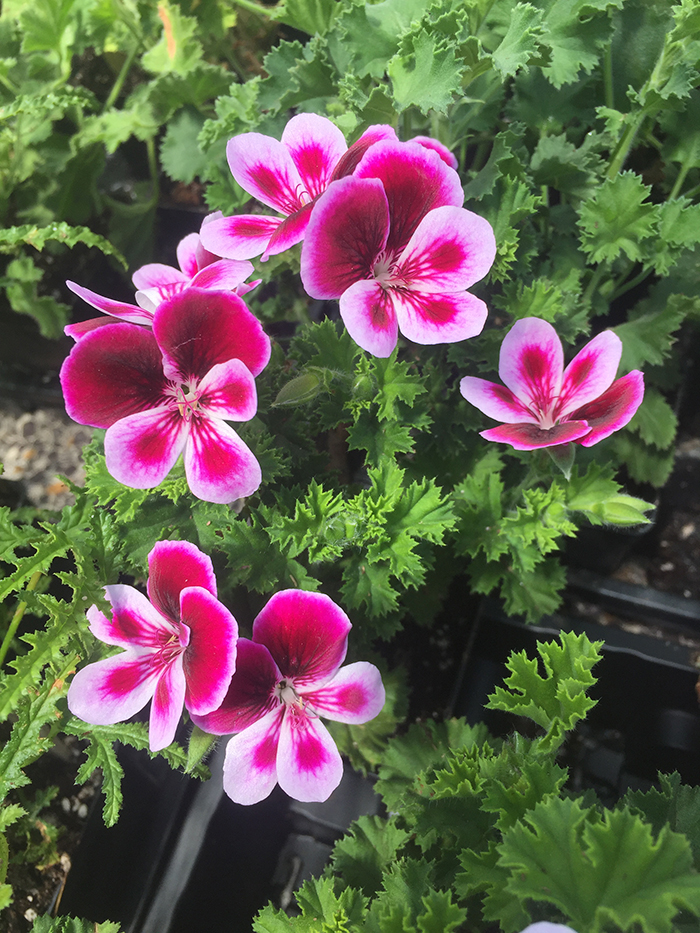 Angel Perfume Scented Geraniums | Kelly Orzel