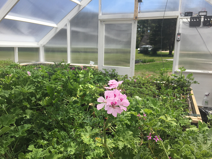 Propagating Scented Geraniums | Kelly Orzel