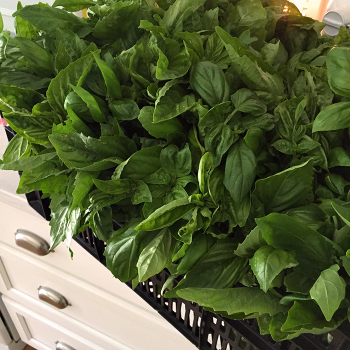 Basil 101 Growing Basil in the garden for the kitchen