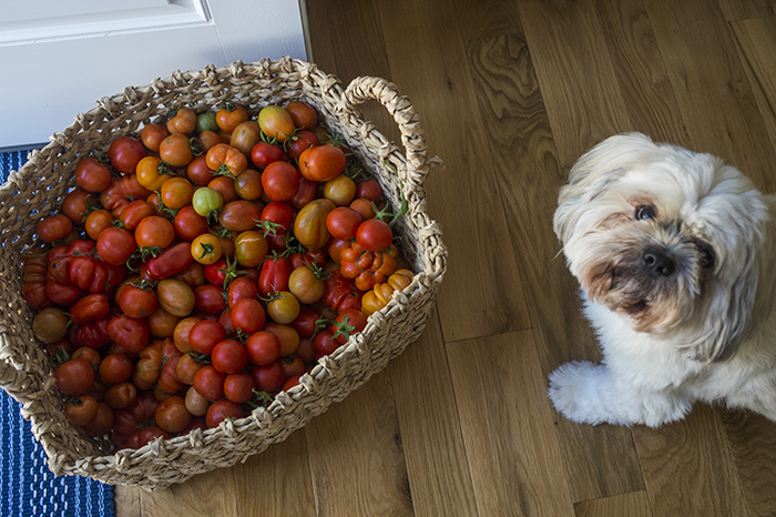 Tomato Harvest | Kelly Orzel