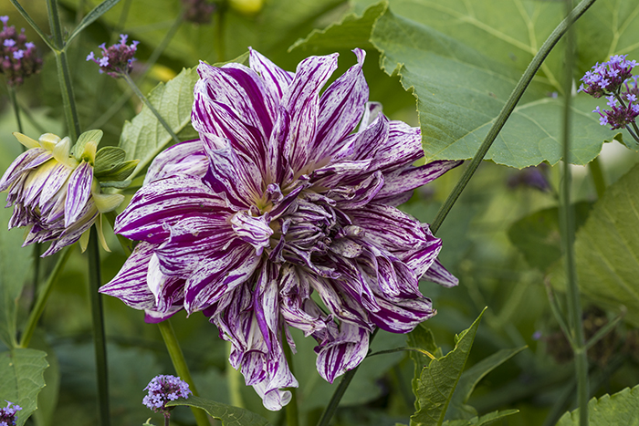 Dahlia 'Mom's Special' | Kelly Orzel