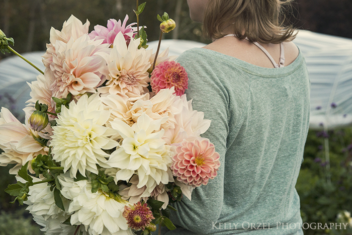 Harvesting Dahlias | Kelly Orzel