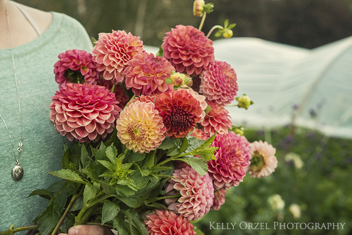 Harvesting Dahlias | Kelly Orzel